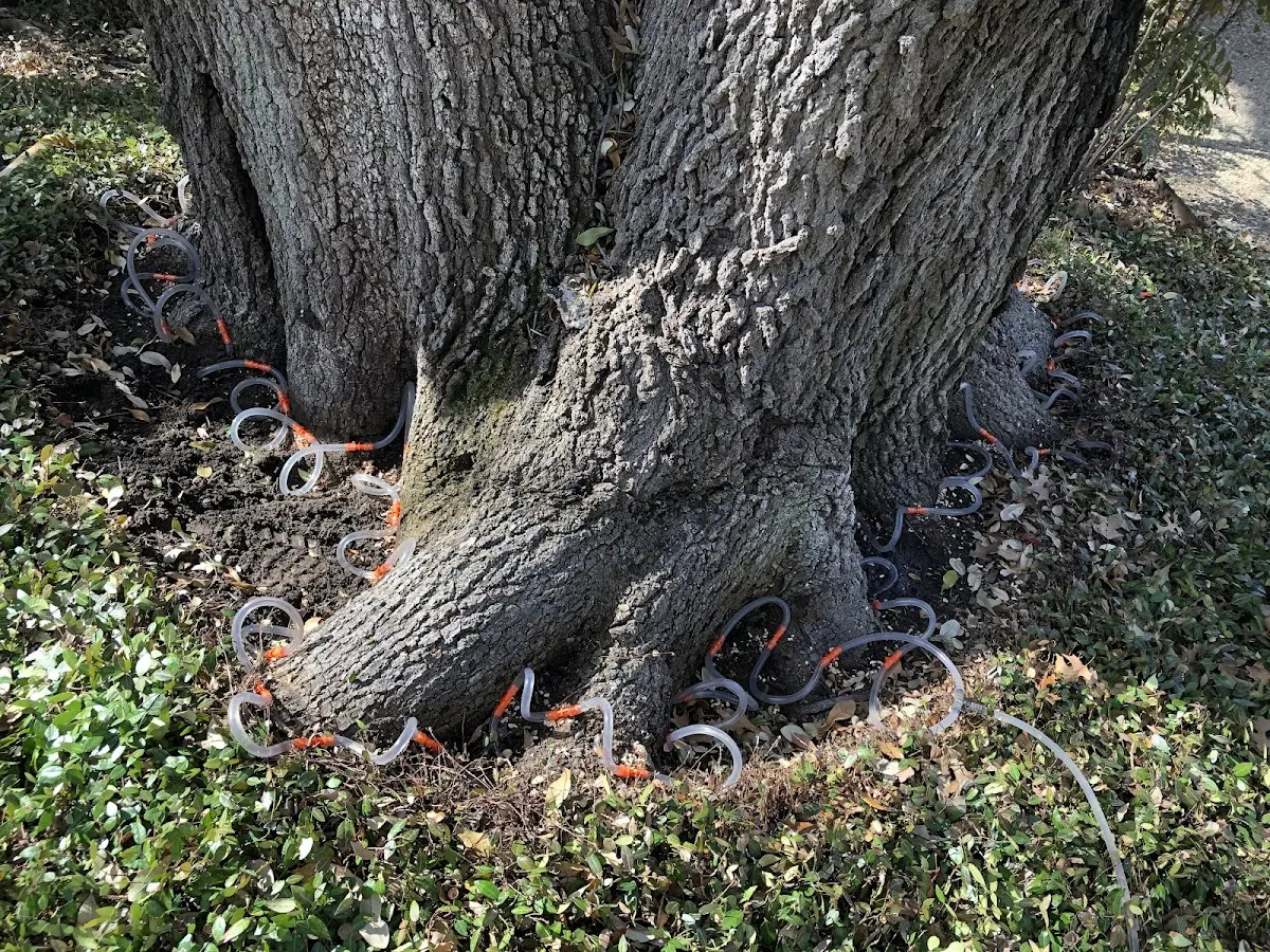 Detailed Tree Cabling and Bracing job site in Mathews