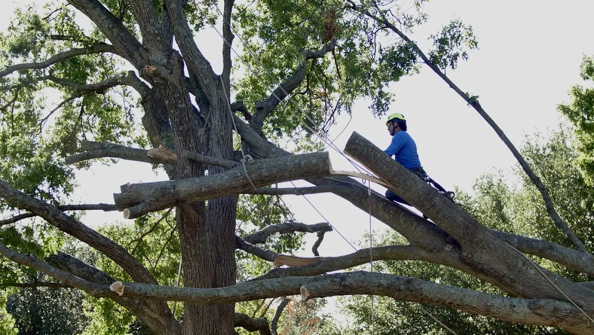 Professional Hazardous Tree Removal performed by certified arborists in Mathews